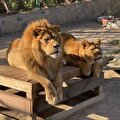 Park Of İstanbul -Hayvanat Bahçesi